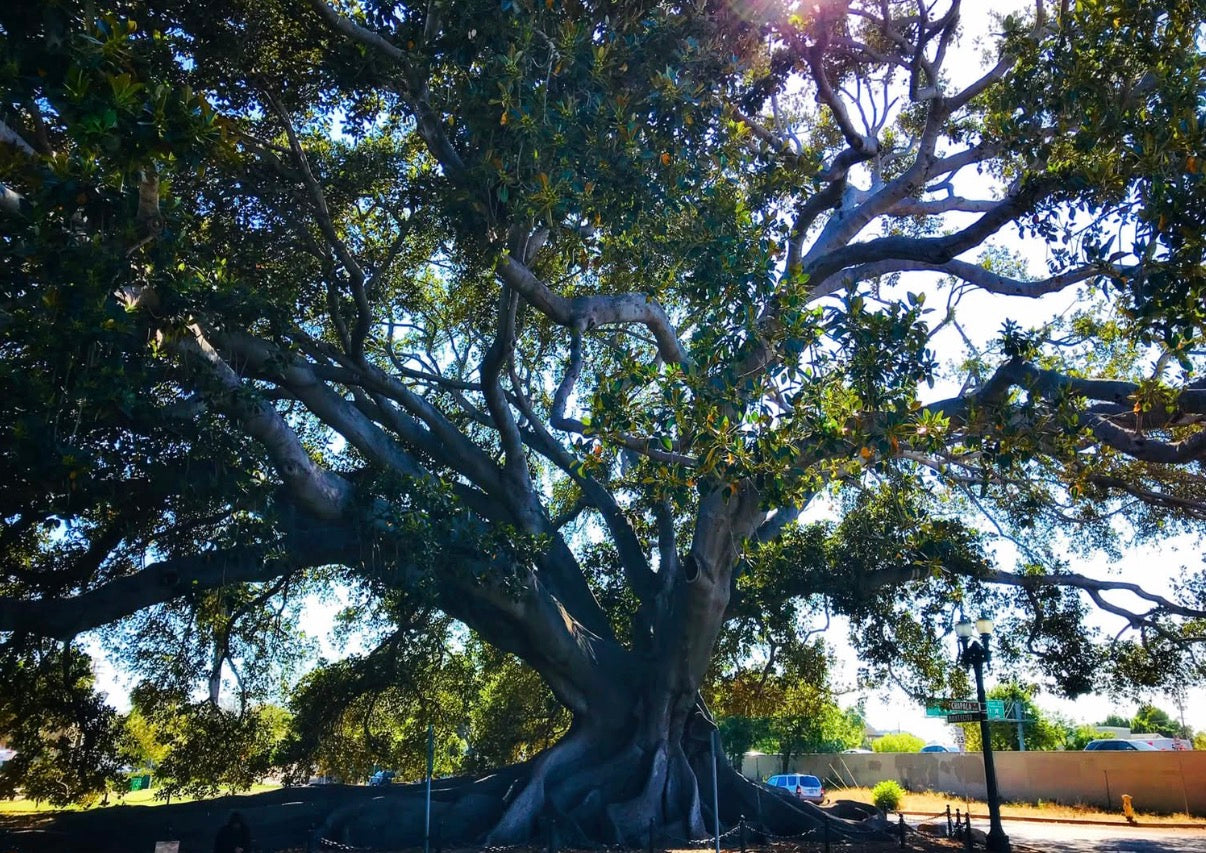 Mission Fig